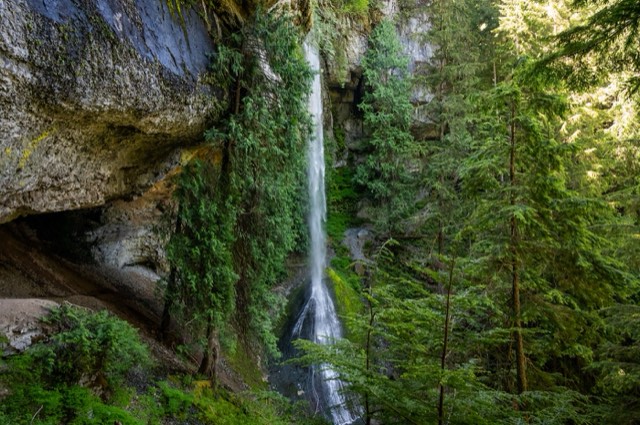 Old-growth forest